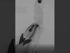 sigillante del silicone